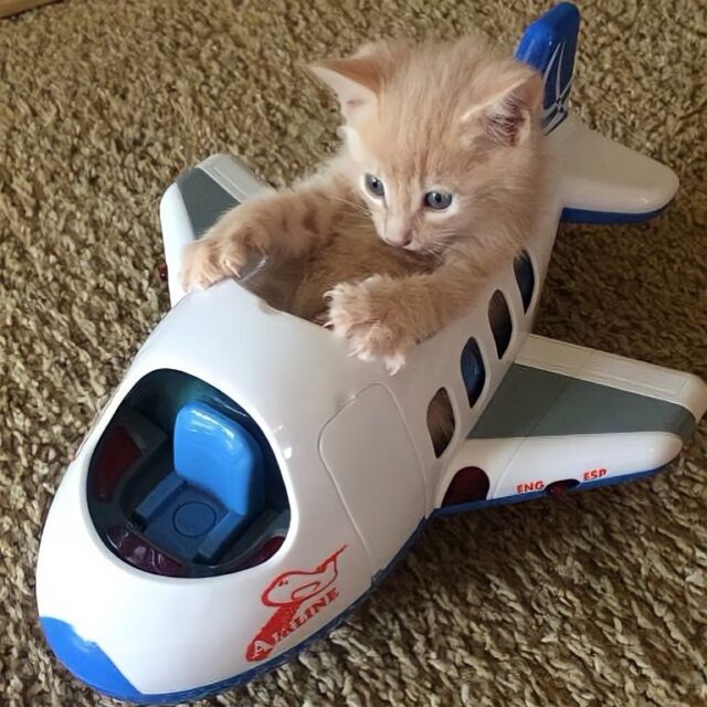 рыжий котенок в игрушечном самолете