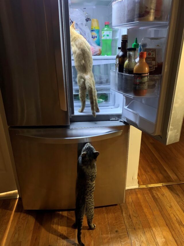 два кота в открытом холодильнике